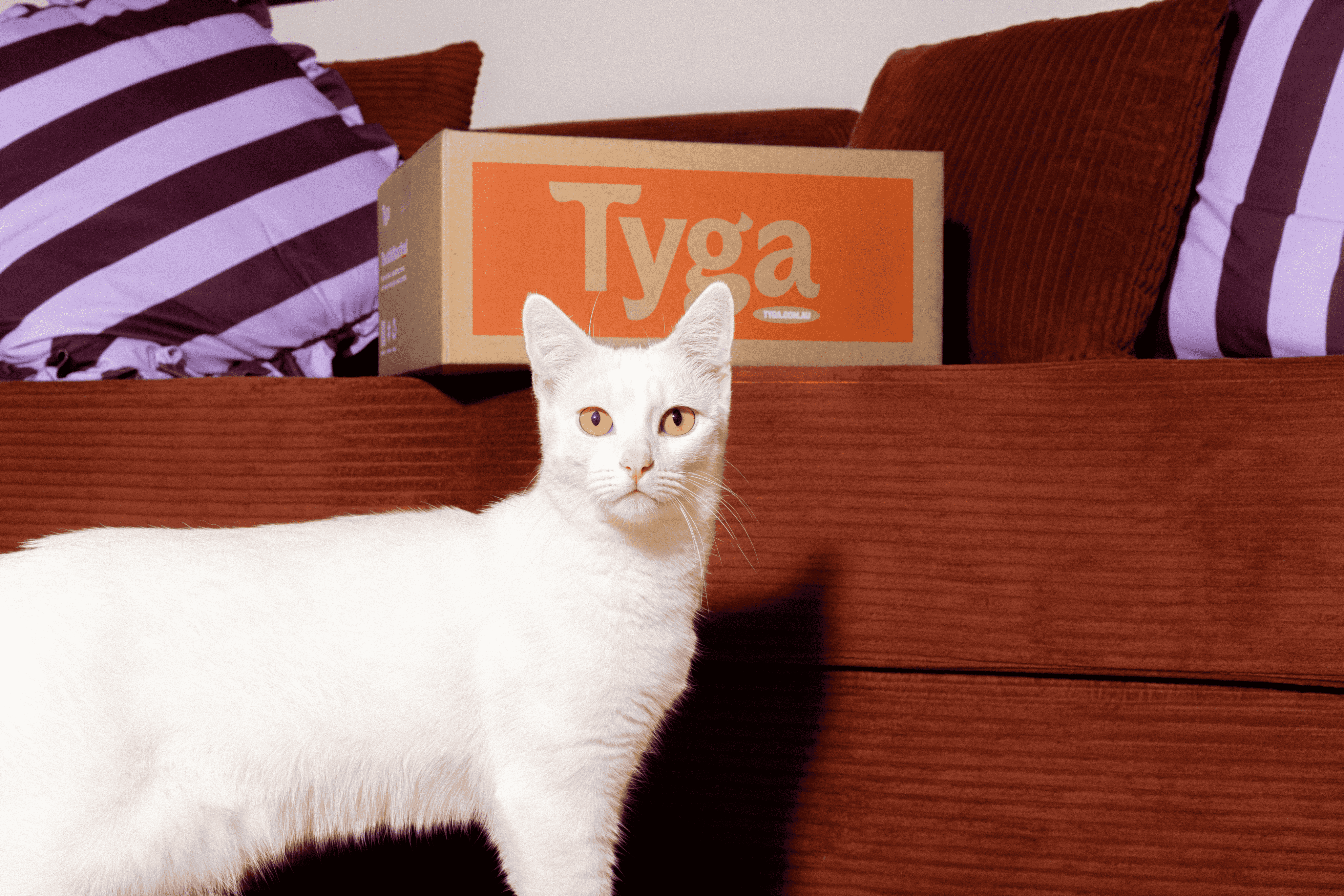 Cat in front of a Tyga box